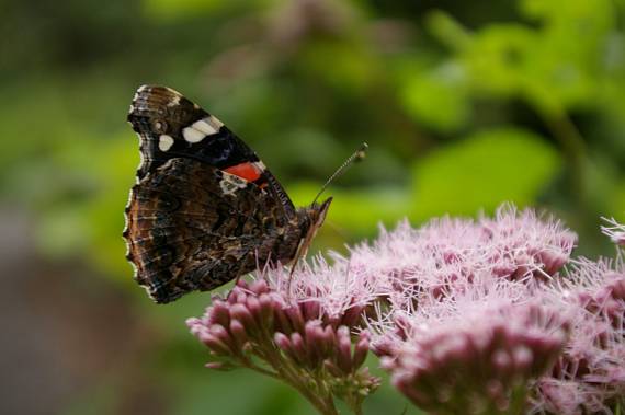 babôčka admirálska Vanessa atalanta