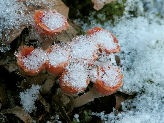 ohnivček zimný Microstoma protractum (Fr.) Kanouse