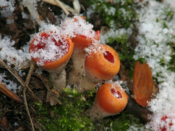 ohnivček zimný Microstoma protractum (Fr.) Kanouse