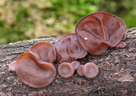 uchovec bazový  Auricularia auricula-judae  (Bull.) Quél.