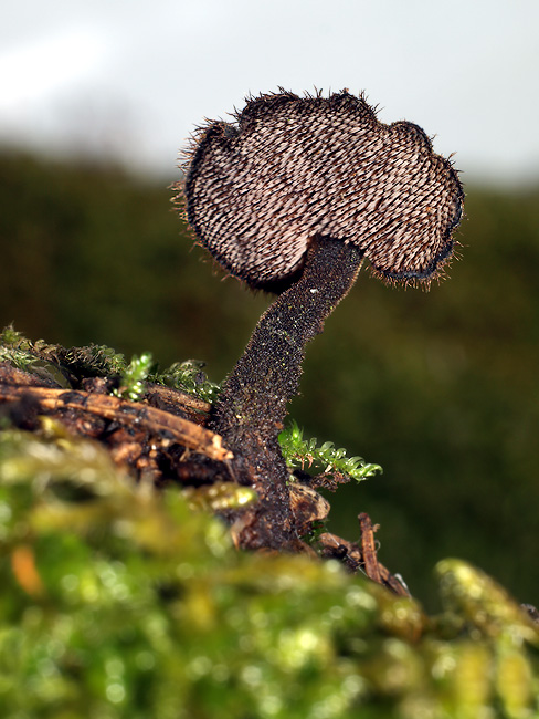 lopatovka obyčajná Auriscalpium vulgare Gray