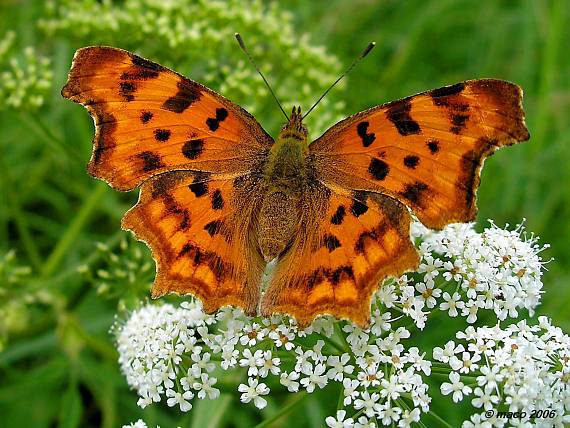 babôčka zubatokrídla Polygonia c-album