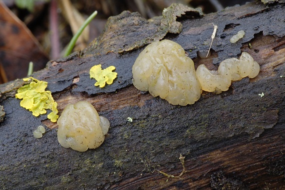 rôsolovka priesvitná Tremella encephala Willd.