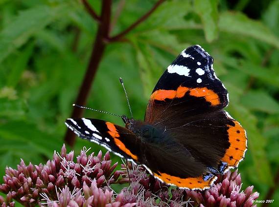 babôčka admirálska Vanessa atalanta