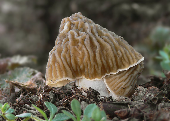 smrčkovec český Verpa bohemica (Krombh.) J. Schröt.