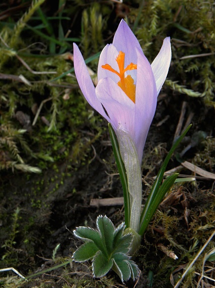 šafrán spišský Crocus discolor G. Reuss