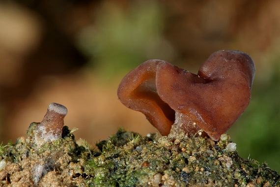 ušiak obyčajný Gyromitra esculenta (Pers.) Fr.