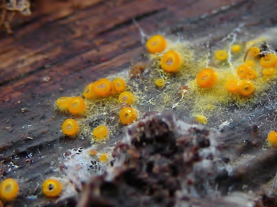 pavučinovka Arachnopeziza aurelia (Pers.) Fuckel