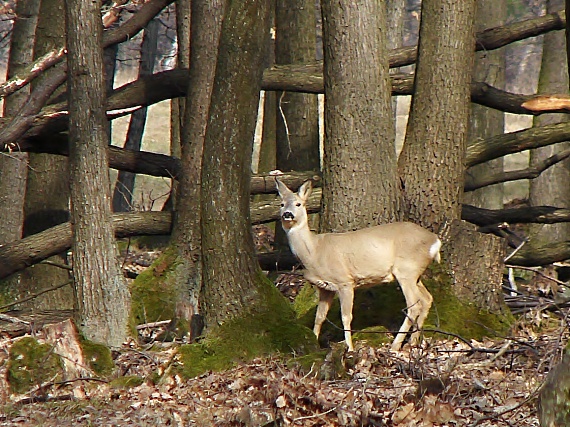 srnka Capreolus capreolus