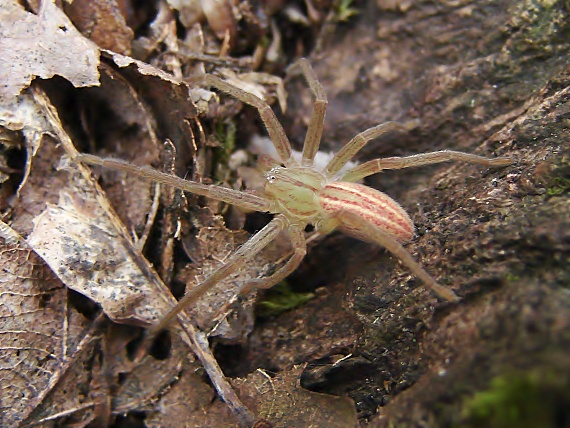 samica netypického sfarbenia Micrommata virescens