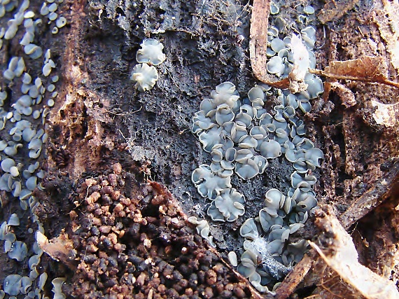 molízia Mollisia sp.