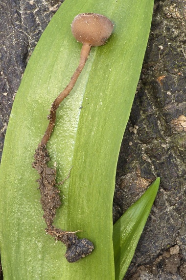 hľuznatka veternicová Dumontinia tuberosa (Bull.) L.M. Kohn