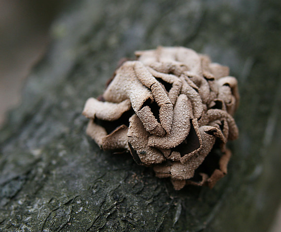 dutinovka otrubnatá Encoelia furfuracea (Roth) P. Karst.