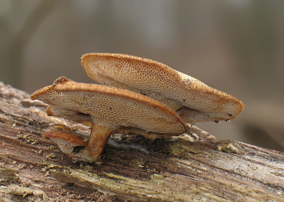 trúdnik zimný Lentinus brumalis (Pers.) Zmitr.