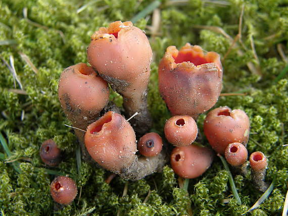 ohnivček zimný Microstoma protractum (Fr.) Kanouse