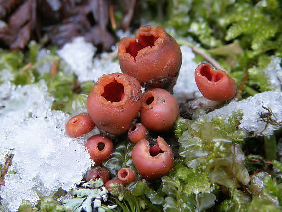 ohnivček zimný Microstoma protractum (Fr.) Kanouse