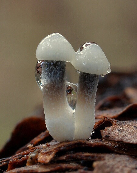 prilbička šišková Mycena strobilicola J. Favre & Kühner