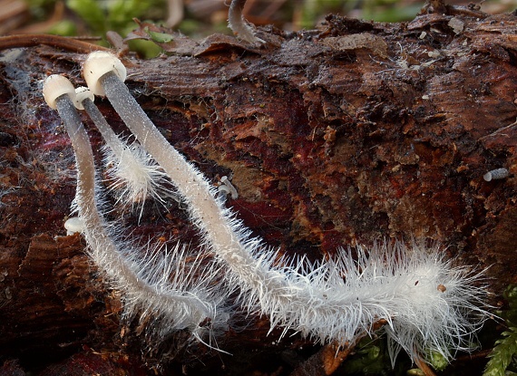 prilbička šišková Mycena strobilicola J. Favre & Kühner