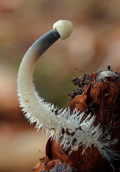 prilbička šišková Mycena strobilicola J. Favre & Kühner