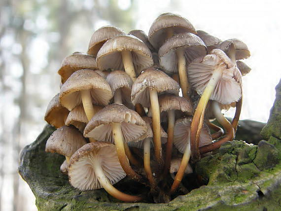 prilbička hnedosivá Mycena tintinnabulum?