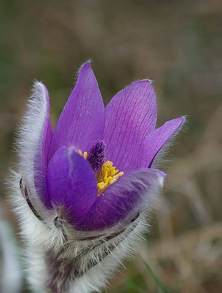 poniklec veľkokvetý Pulsatilla grandis Wender.