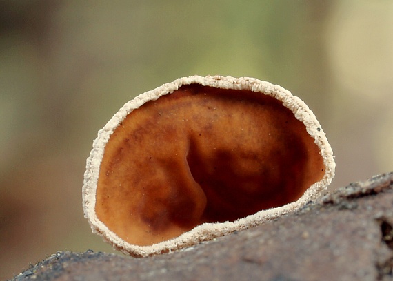 škľabka plstnatá Schizophyllum amplum (Lév.) Nakasone