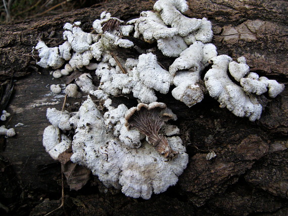 klanolupeňovka obyčajná Schizophyllum commune Fr.