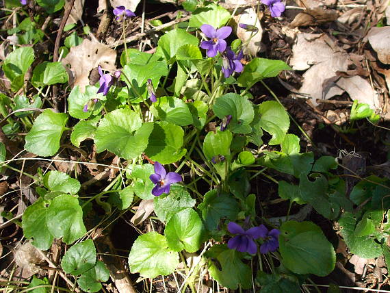 fialka voňavá Viola odorata L.