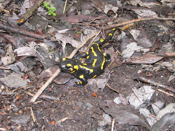 salamandra škvrnitá