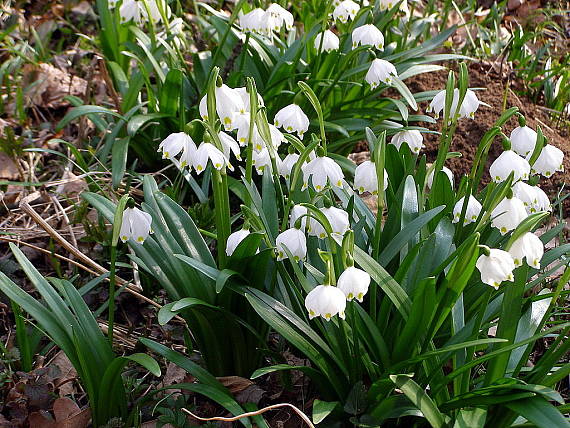 bledule jarní Leucojum vernum  L.