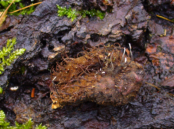 drevnatec bukový Xylaria carpophila (Pers.) Fr.