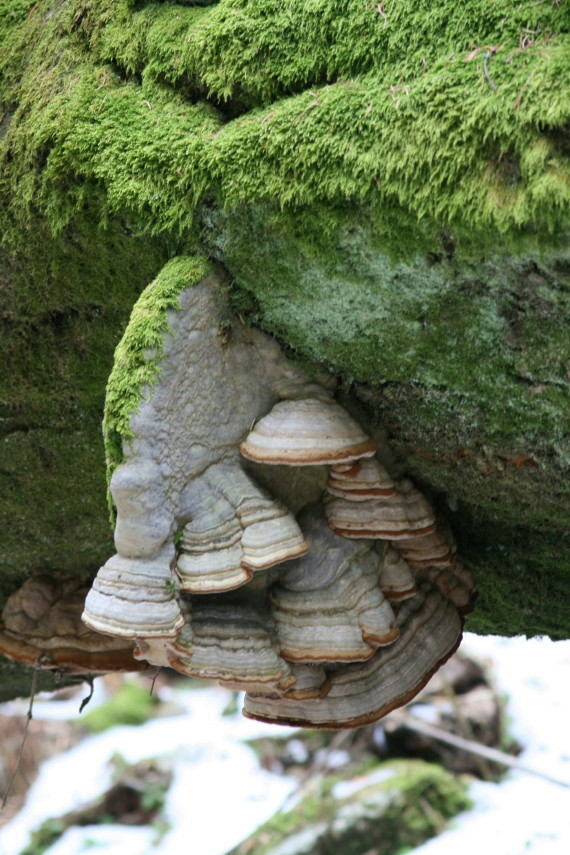 práchnovec kopytovitý Fomes fomentarius (L.) J.J. Kickx