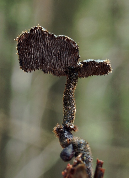 lopatovka obyčajná Auriscalpium vulgare Gray