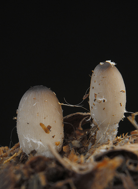 hnojník Coprinus sp.