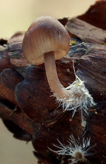 prilbička šišková Mycena strobilicola J. Favre & Kühner