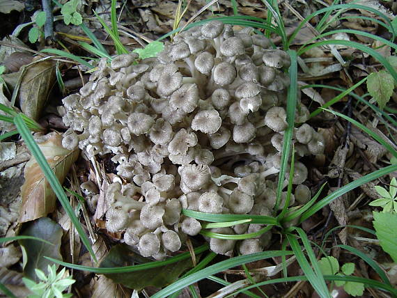 trúdnik klobúčkatý Polyporus umbellatus (Pers.) Fr.