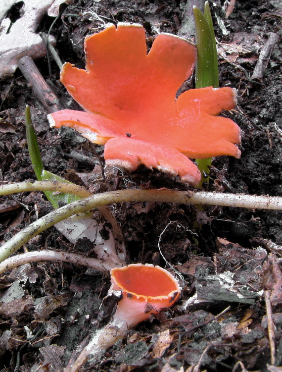 ohnivec šarlátový Sarcoscypha coccinea (Gray) Boud.