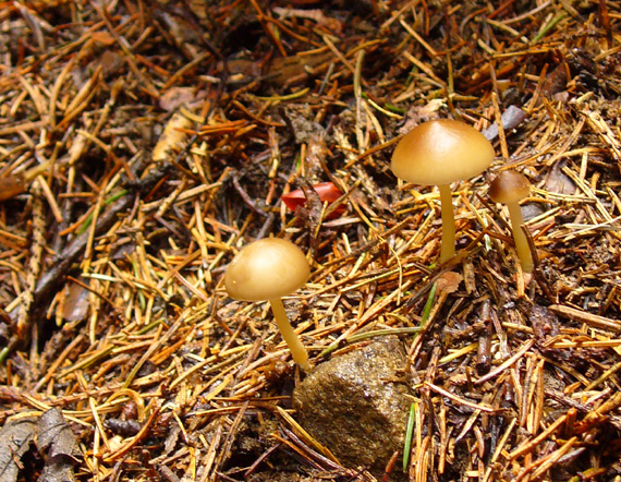 peniazočka smreková Strobilurus esculentus (Wulfen) Singer