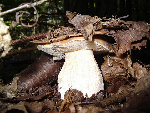 hríb smrekový Boletus edulis Bull.