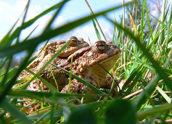 ropucha Bradavičnatá Bufo Bufo