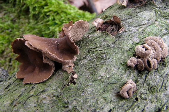 dutinovka otrubnatá Encoelia furfuracea (Roth) P. Karst.