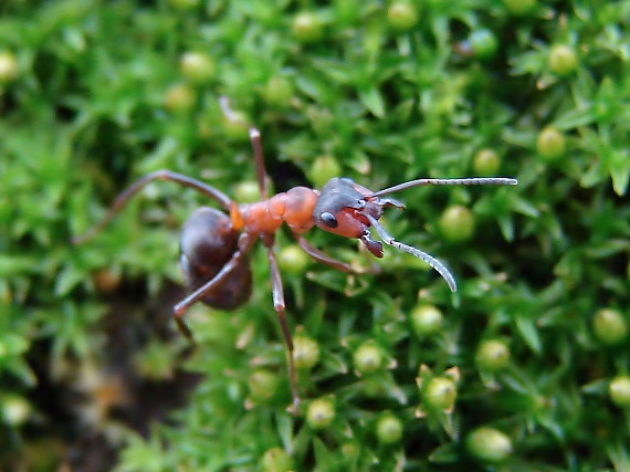 mravec Formica rufa