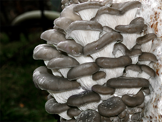 hliva ustricovitá Pleurotus ostreatus (Jacq.) P. Kumm.