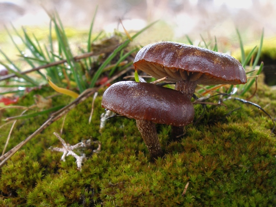 smeťovka Tubaria sp.