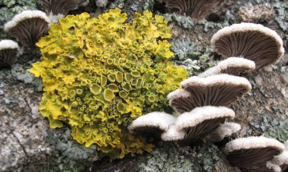 diskovník múrový Xanthoria parietina var. parietina