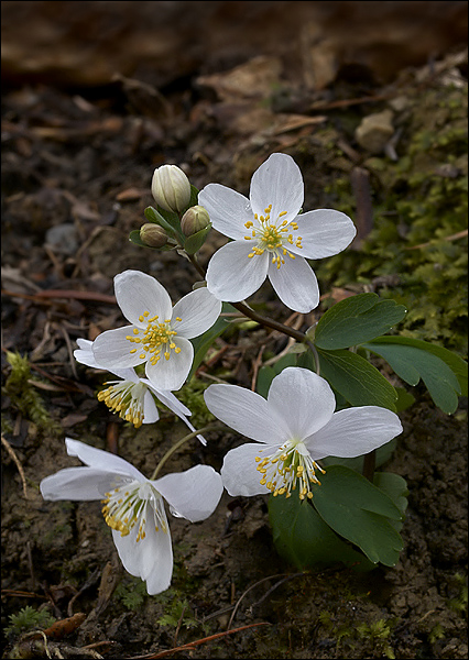 veterník žltuškovitý  Isopyrum thalictroides L.