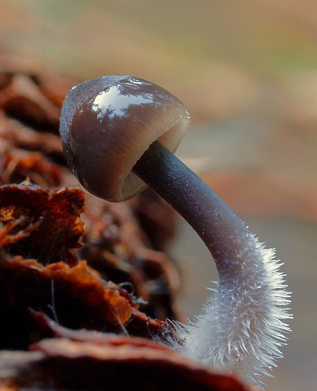 prilbička šišková Mycena strobilicola J. Favre & Kühner