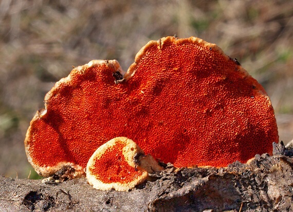 červenica rumelková Pycnoporus cinnabarinus (Jacq.) P. Karst.