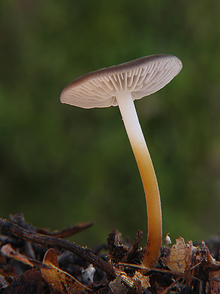 peniazočka smreková Strobilurus esculentus (Wulfen) Singer