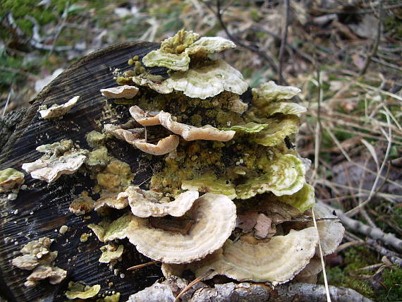 trúdnikovec pestrý Trametes versicolor (L.) Lloyd